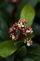 Skimmia japonica Rubicola-2 Skimia japońska